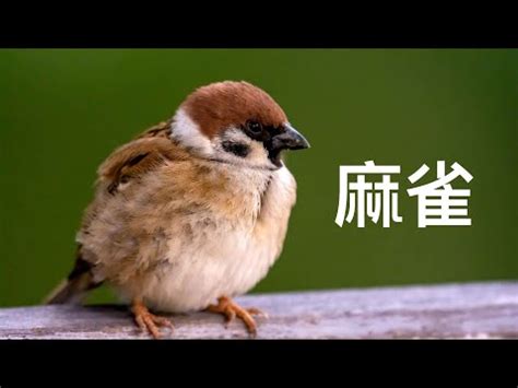 自來鳥麻雀|蘇丹金麻雀